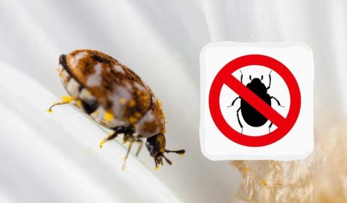 Как избавиться от незваных гостей: маленькие жучки в вашем доме
