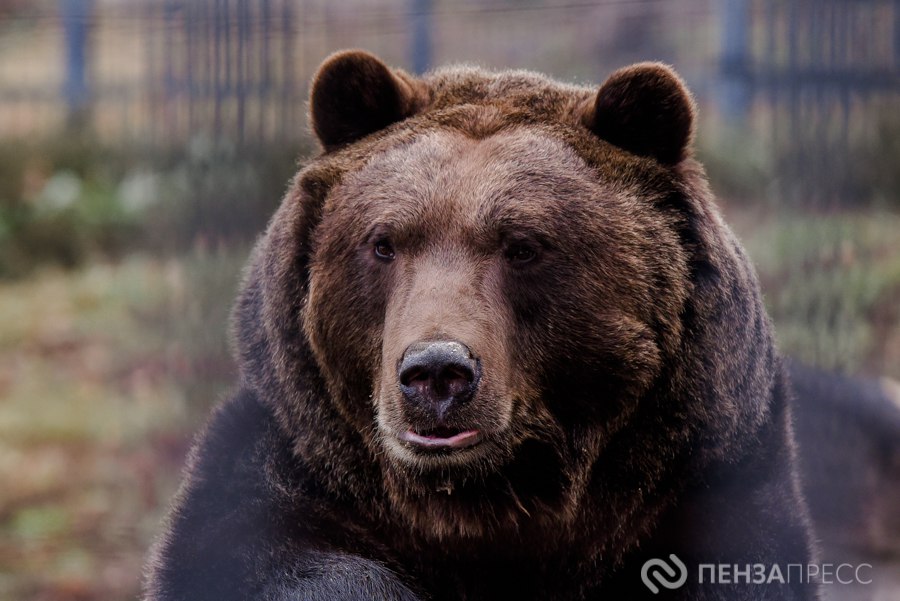 Прогулка по Пензенскому зоопарку поздней осенью