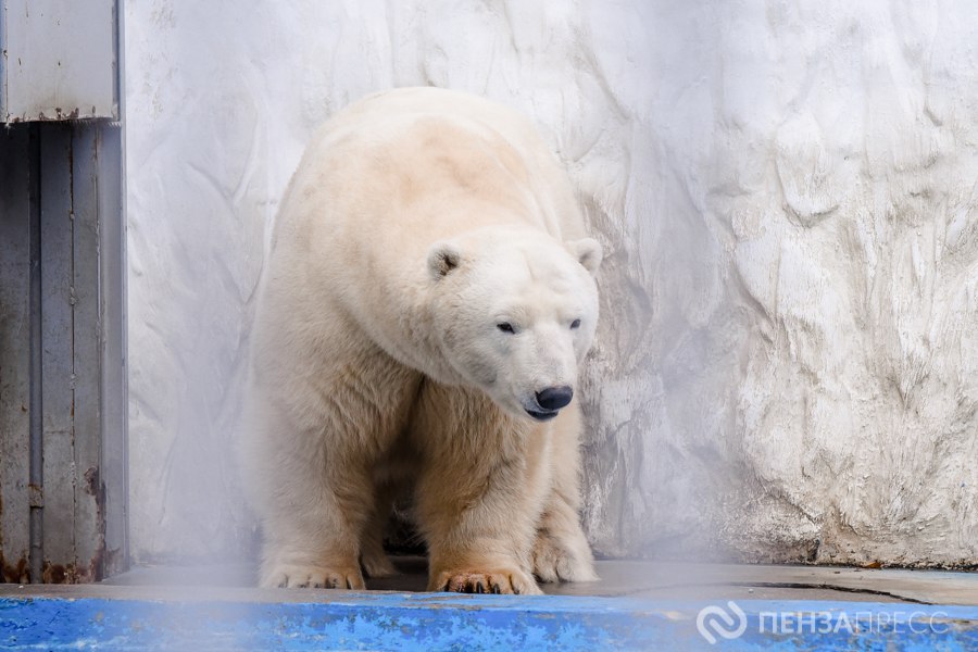 Прогулка по Пензенскому зоопарку поздней осенью Прогулка по Пензенскому зоопарку поздней осенью