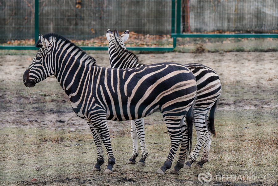 Прогулка по Пензенскому зоопарку поздней осенью Прогулка по Пензенскому зоопарку поздней осенью