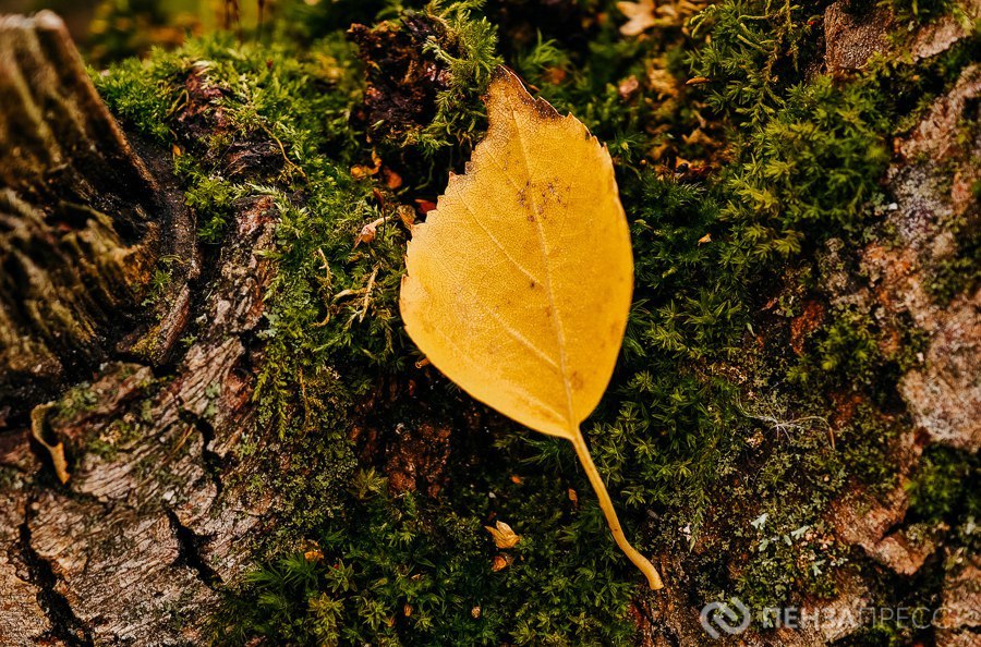 В Пензе 6 ноября ожидается до +10 градусов, без осадков