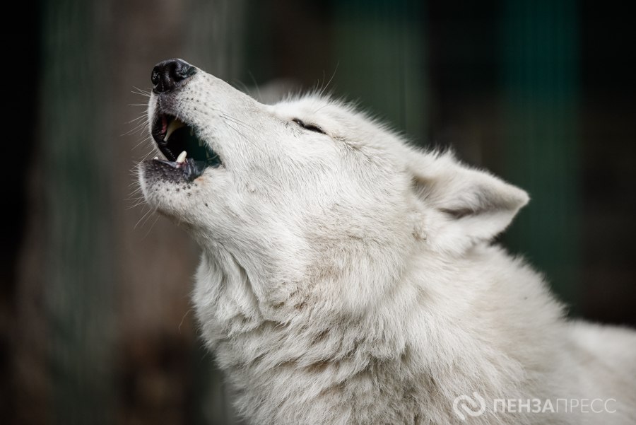 Прогулка по Пензенскому зоопарку поздней осенью Прогулка по Пензенскому зоопарку поздней осенью