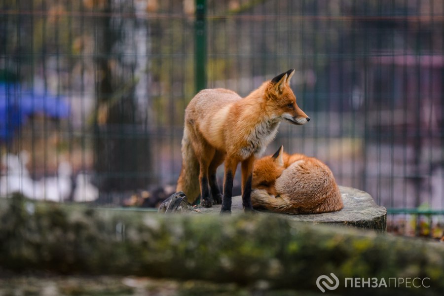 Прогулка по Пензенскому зоопарку поздней осенью Прогулка по Пензенскому зоопарку поздней осенью
