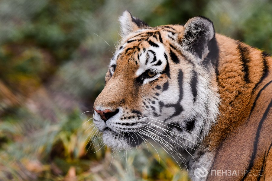 Прогулка по Пензенскому зоопарку поздней осенью Прогулка по Пензенскому зоопарку поздней осенью