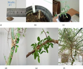 Семя, пережившее тысячу лет: научная сенсация