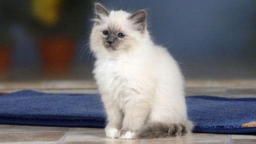 Кошку рвет на пол неспроста: ветеринар предупредил о пугающих симптомах