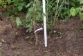 Как сохранить саженцы: защищаем корневую шейку от выпревания