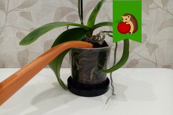 Эффективные методы подкормки орхидей: секреты ухода для яркого цветения