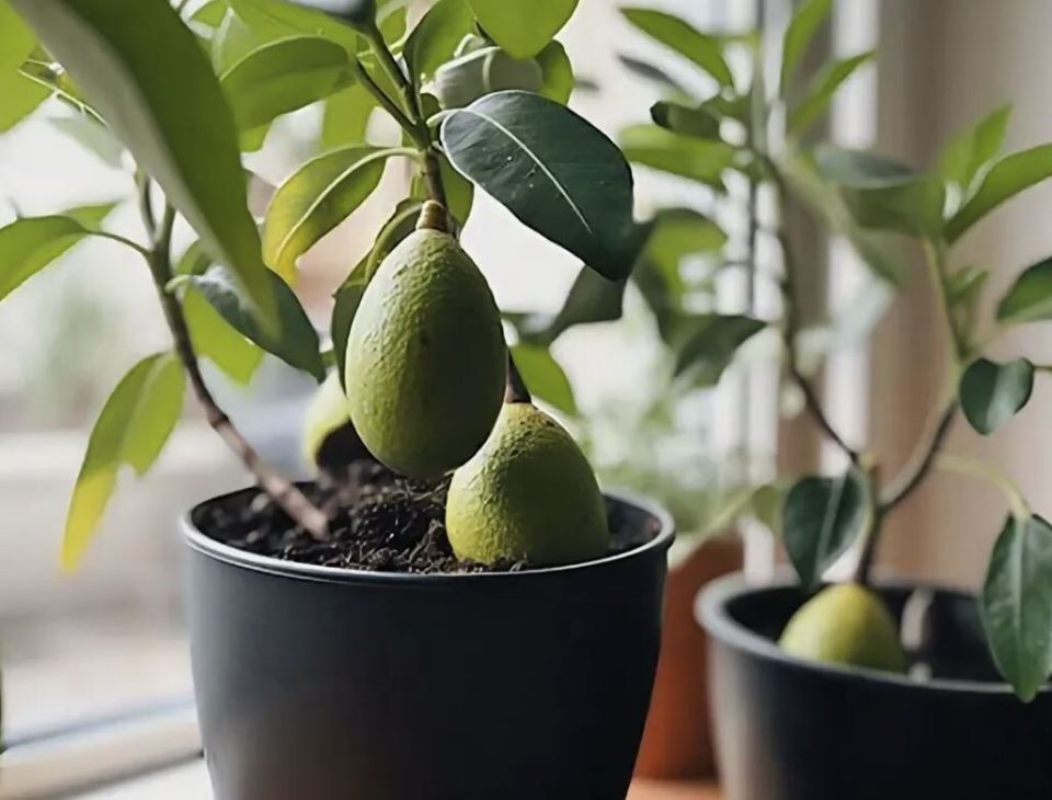 Как вырастить авокадо прямо на вашем подоконнике: три простых способа