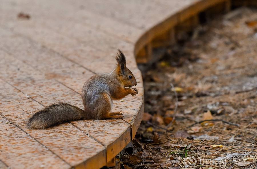 Как меняется сквер «Семейный» в Пензе Как меняется сквер «Семейный» в Пензе