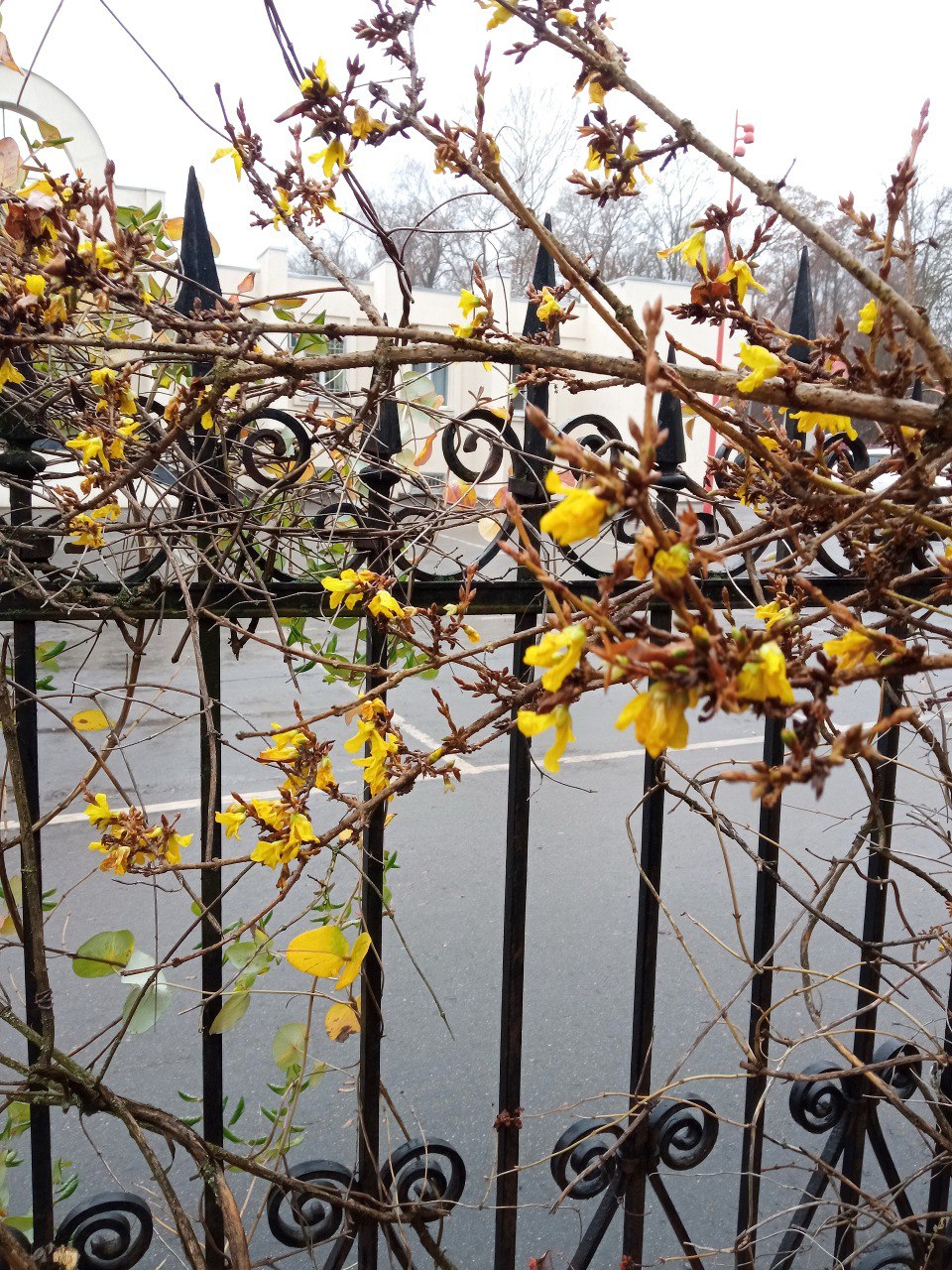 В Пензе зацвела форзиция!. В шоке даже сотрудники Ботанического сада В Пензе зацвела форзиция!. В шоке даже сотрудники Ботанического сада
