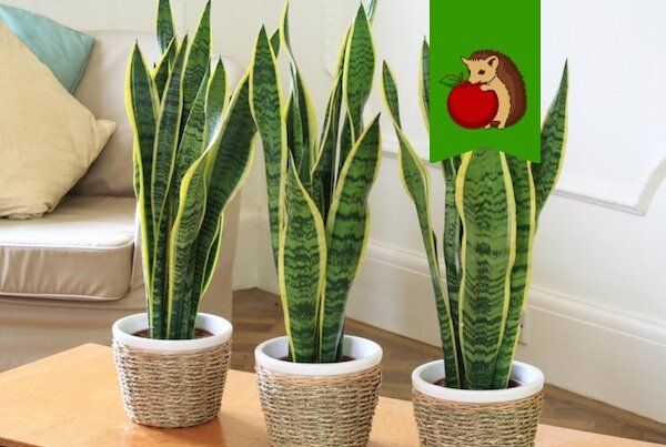 Причины потери желтой каемки у листьев сансевиерии