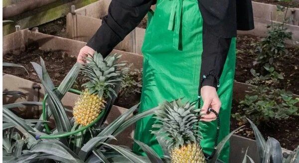 Как правильно выбрать теплицу для дачи: советы и рекомендации