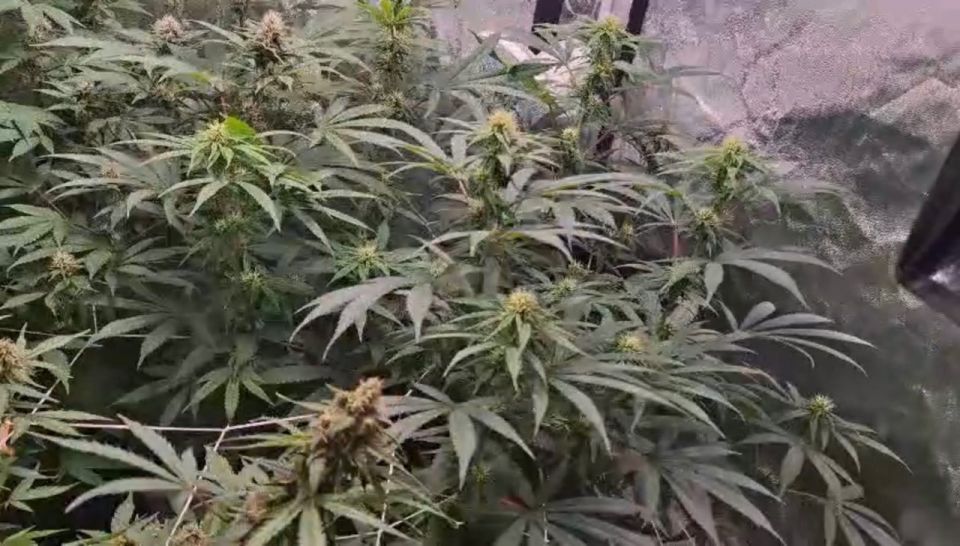 Полицейские задержали пензенца с крупным урожаем марихуаны