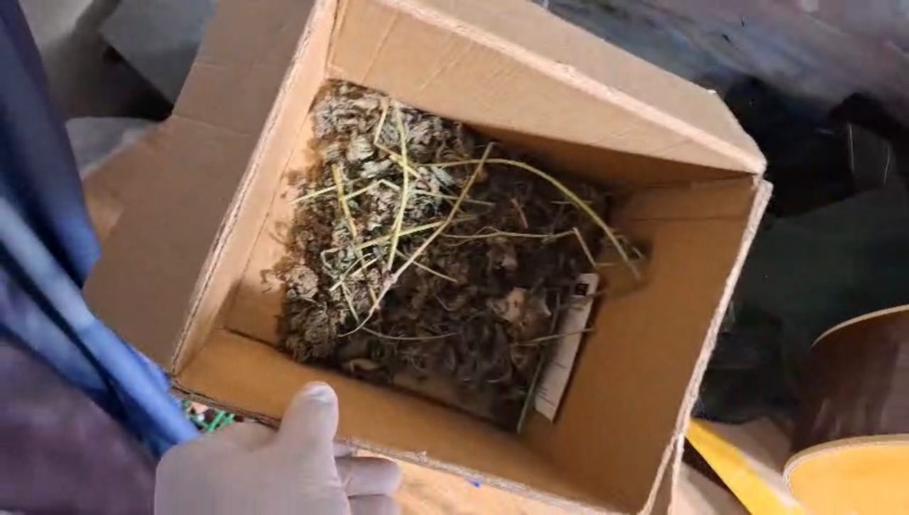 Полицейские задержали пензенца с крупным урожаем марихуаны Полицейские задержали пензенца с крупным урожаем марихуаны