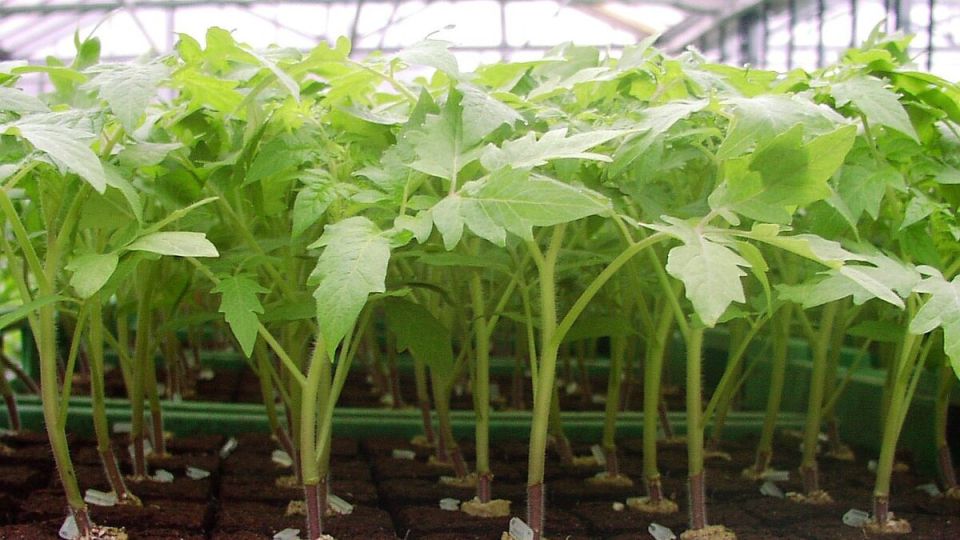 Секреты успешной посадки рассады: глубина имеет значение