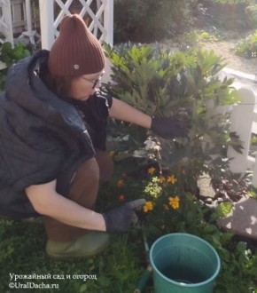 Подготовка пионов к зиме