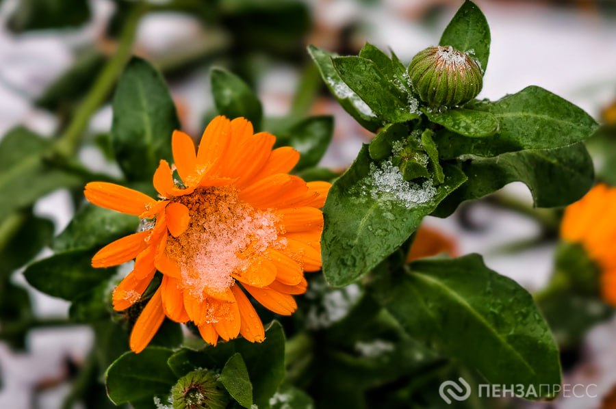 Прогулка по улице Ключевского поздней осенью Прогулка по улице Ключевского поздней осенью