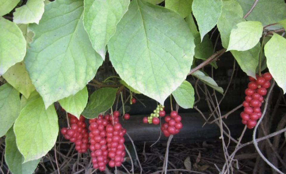 Лимонник китайский: искусство сбора и сушки