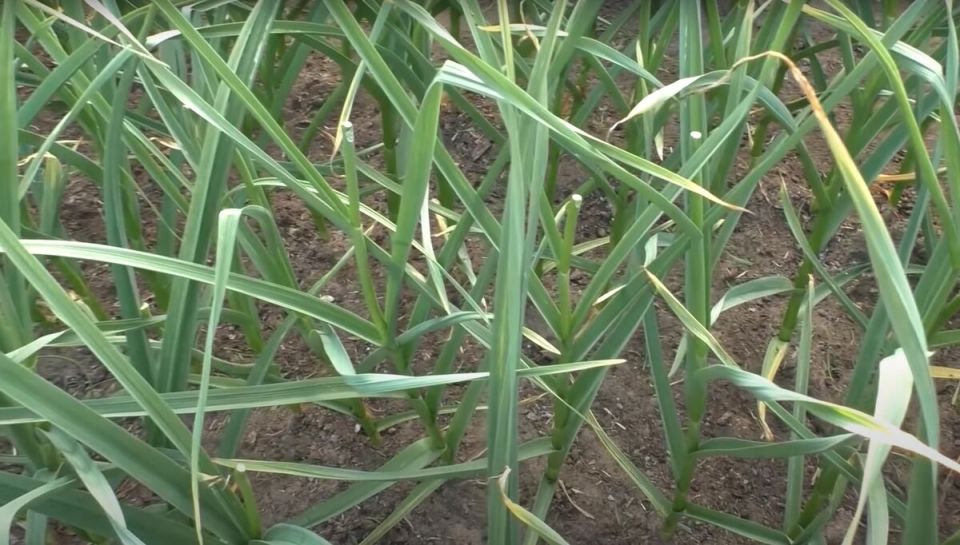 Чем подкормить чеснок в июне для богатого урожая