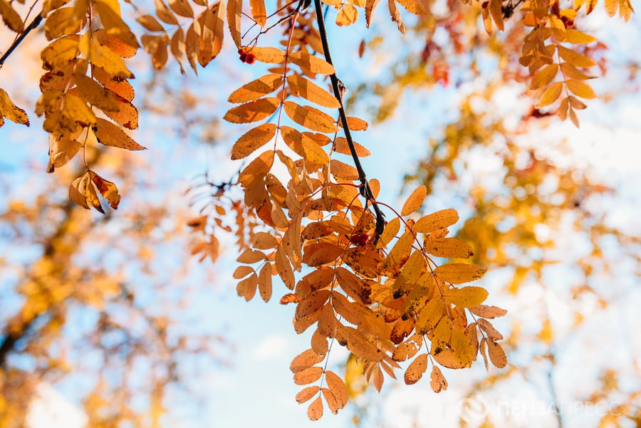 В Пензе 18 ноября ожидается до +12 градусов и дождь