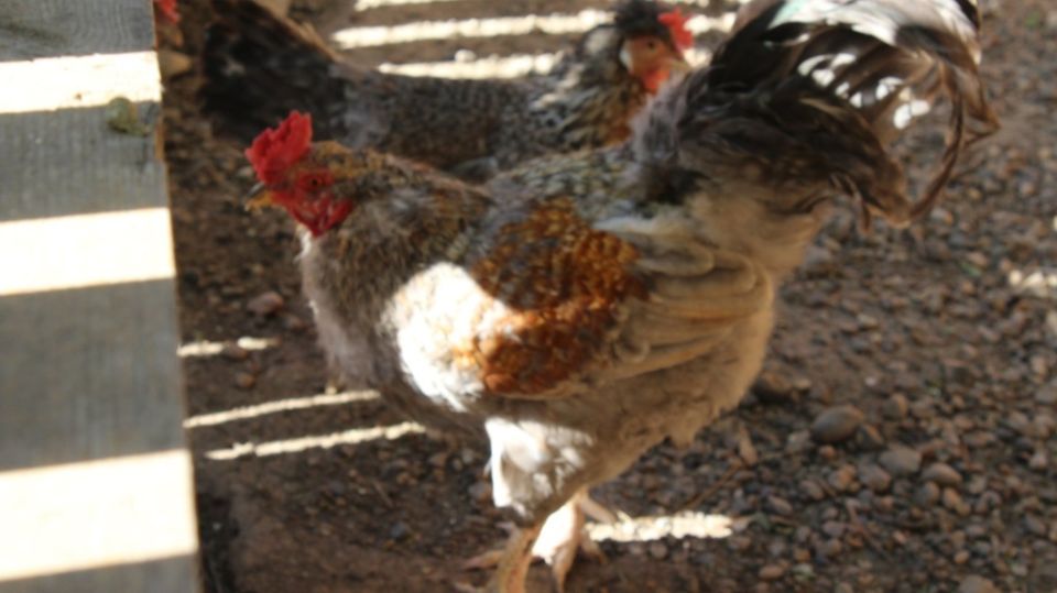 Декоративные курицы: уютные питомцы с характером и стилем