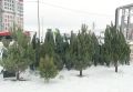 Первые елочные базары в Пензе планируют открыть 10 декабря