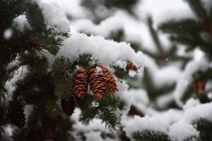 Олег Денисов: Разместили на сайте городской администрации адреса елочных базаров, которые запланированы к открытию этой зимой