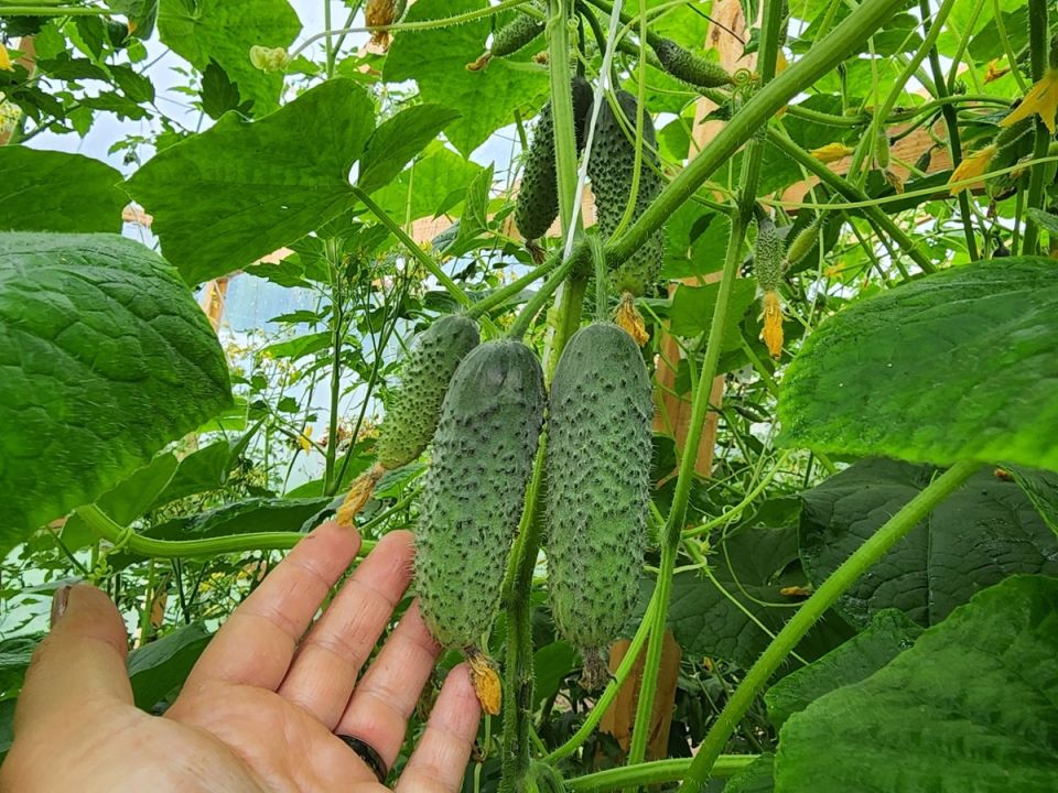 Как продлить плодоношение огурцов в августе