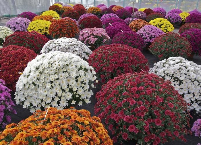 Хризантемы: яркие звезды осени для вашего сада