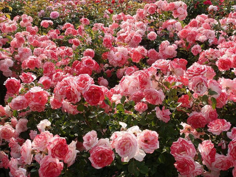 Где высаживать розы для великолепного цветения