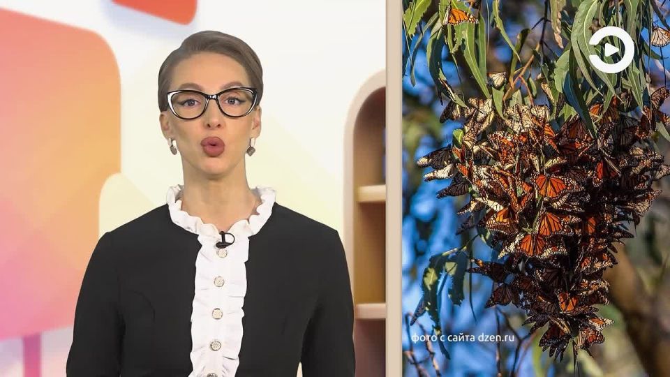 Сегодня Полина Долинская в своей образовательной рубрике Факультатив продолжит раскрывать загадки природы