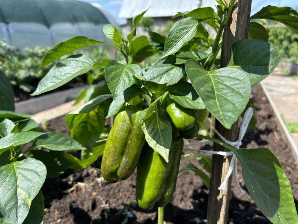 Как правильно ухаживать за перцем: секреты качества первого урожая