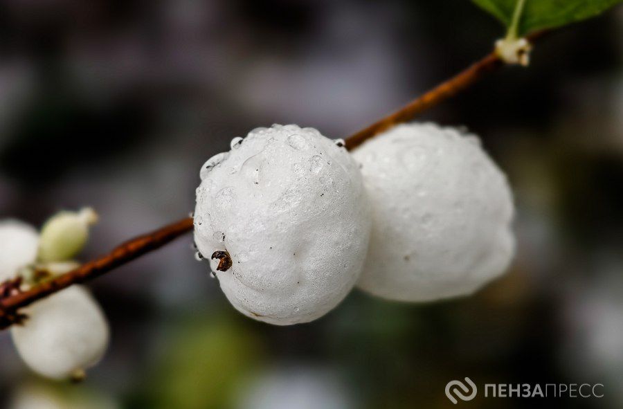 В Пензе 26 ноября ожидается до +5 градусов