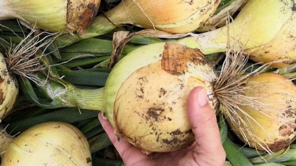 Эффективные секреты обрезки лука: рецепты для крупных луковиц