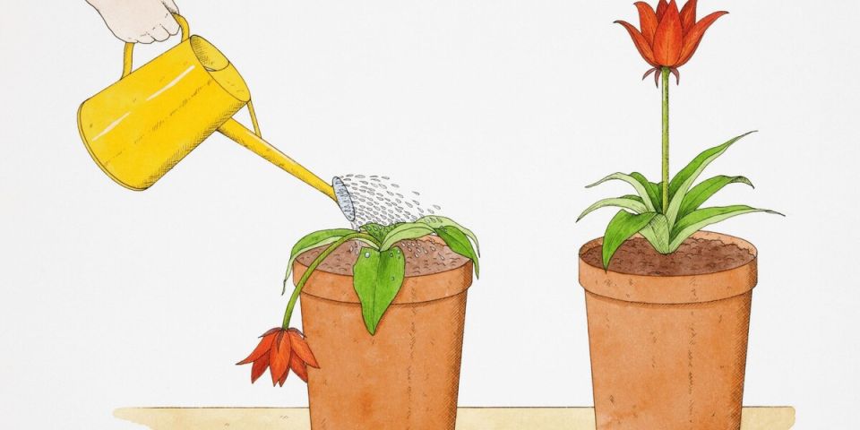 Как распознать недостаток воды у растений и спасти их в критический момент