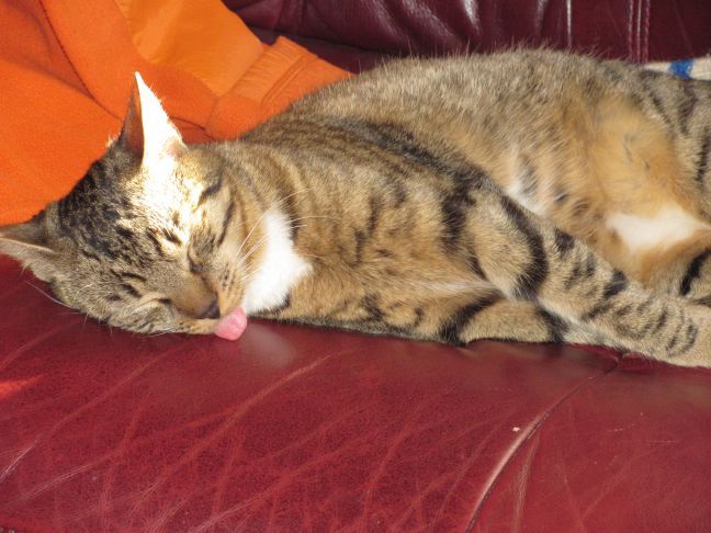 Как убрать с дивана запах кошачьей мочи: не все знают секрет чистоты и свежести