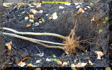 Как сохранить саженцы до весны: советы для садоводов