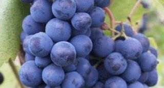 Виноград Кардинал: Изумительный сорт, о котором стоит узнать больше