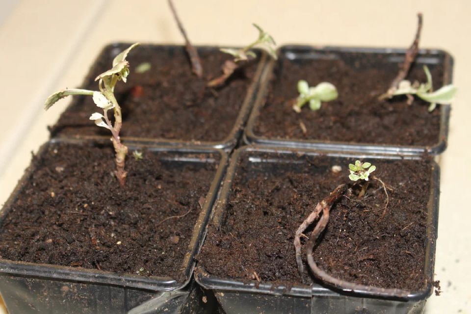 Питомник «Гарден Плантс»: достоинства и недостатки в контексте закрытия сезона 2025