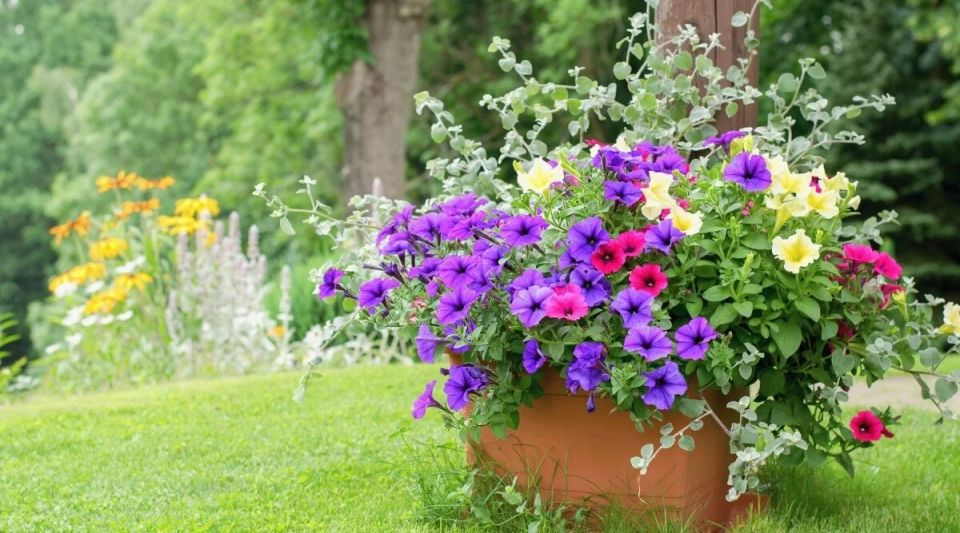 Петуния в разгар лета: секреты ухода для непрекращающего цветения