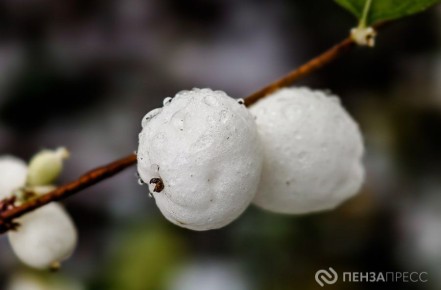 В Пензе 1 декабря ожидается до +5 градусов