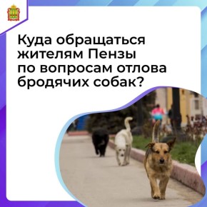 Если вы увидели стаю бродячих собак или в вашем дворе много бездомных — не оставайтесь равнодушными! Это важно для вашей безопасности и безопасности детей