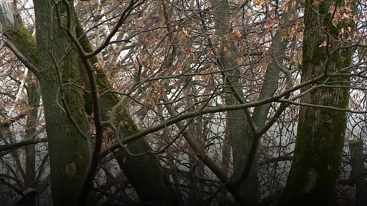 В Пензе действует фитосанитарный режим из-за обнаружения ясеневой изумрудной златки — опасного вредителя, который уничтожает деревья