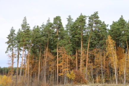 Лесники Пензенской области для охраны лесов осваивают беспилотники