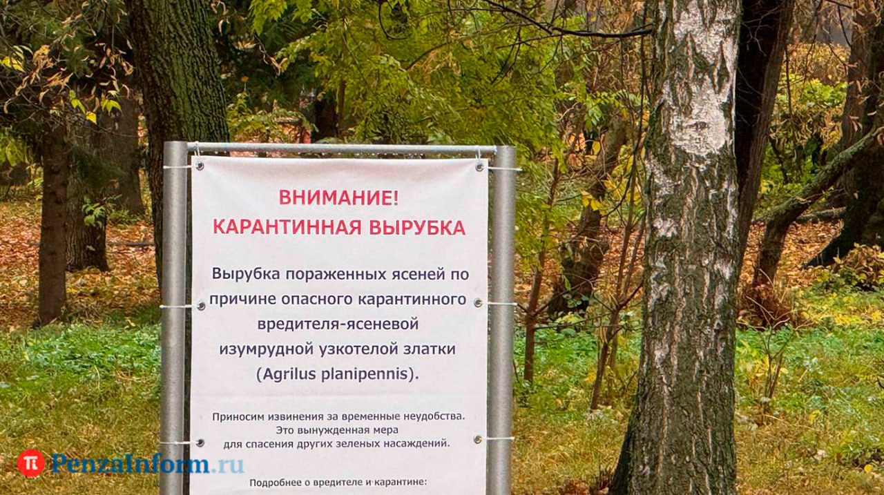 Забор вокруг сквера им. Дзержинского будет убран, когда там вырубят зараженные ясеневой изумрудной златкой деревья, сообщил замначальника УЖКХ г. Пензы Александр Савенков