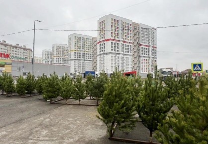 Начали работу первые елочные базары