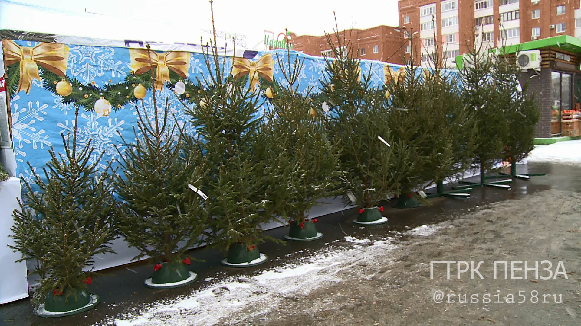 Сегодня в Пензе открыли первые елочные базары Сегодня в Пензе открыли первые елочные базары