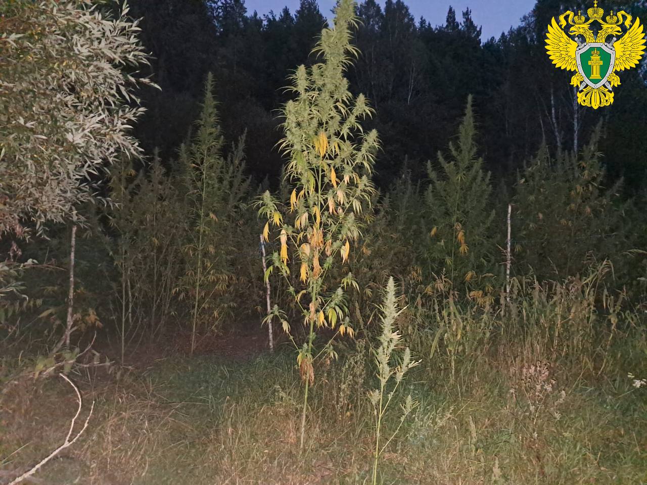 В темно-синем лесу, где трепещут осины...трое жителей Пензенской области выращивали коноплю В темно-синем лесу, где трепещут осины...трое жителей Пензенской области выращивали коноплю