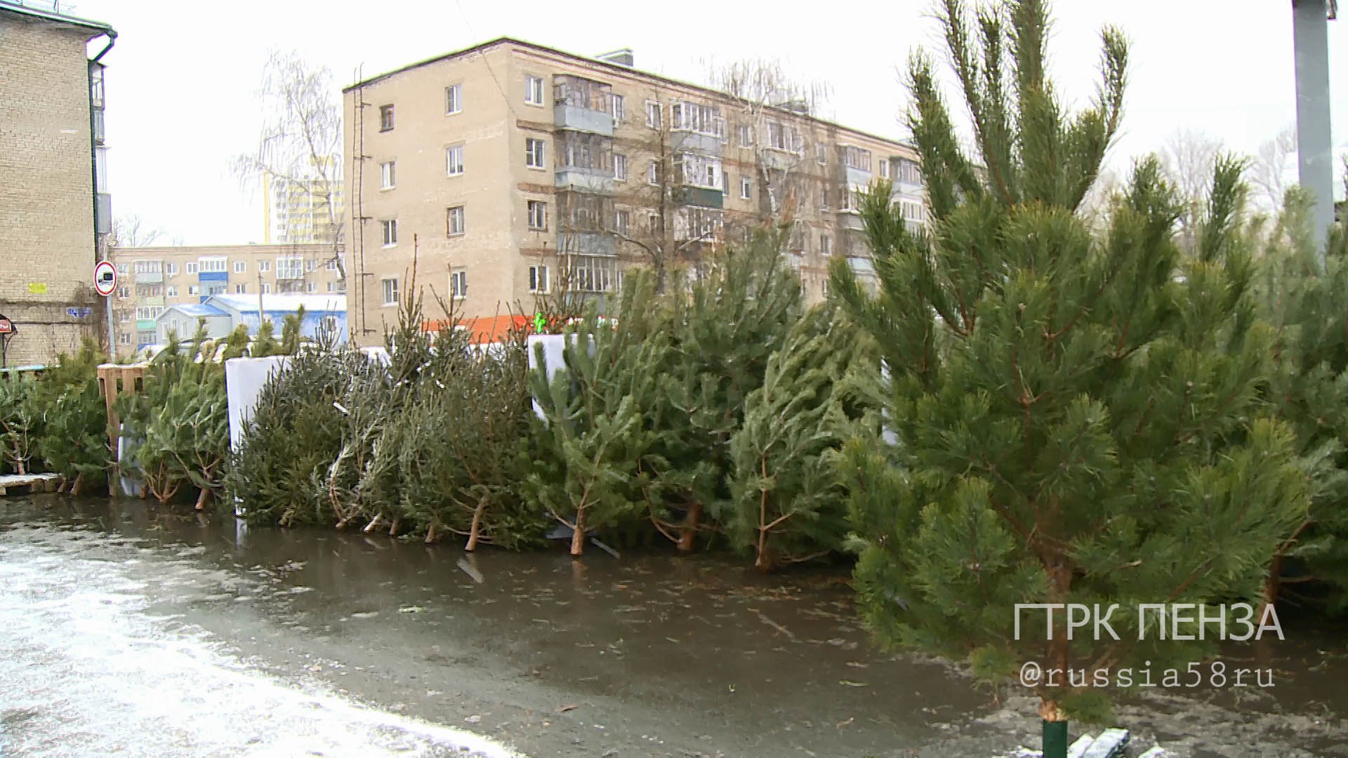 Сегодня в Пензе открыли первые елочные базары Сегодня в Пензе открыли первые елочные базары